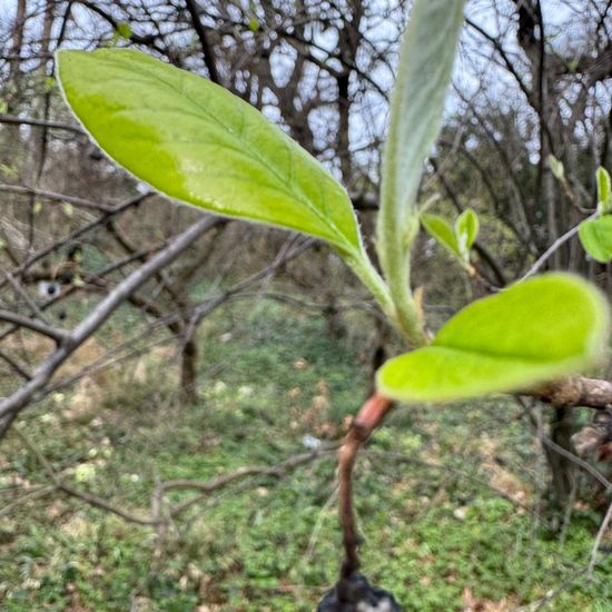 Cotoneaster multiflorus: Pflanze im Habitat Garten in der NatureSpots App