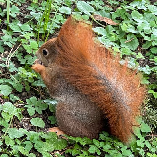 Eurasisches Eichhörnchen: Tier im Habitat Park in der NatureSpots App