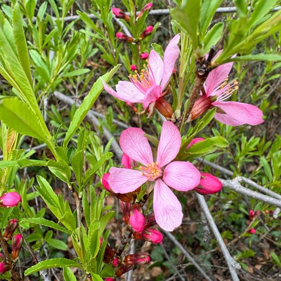 Prunus tenella: Plant in habitat Park in the NatureSpots App