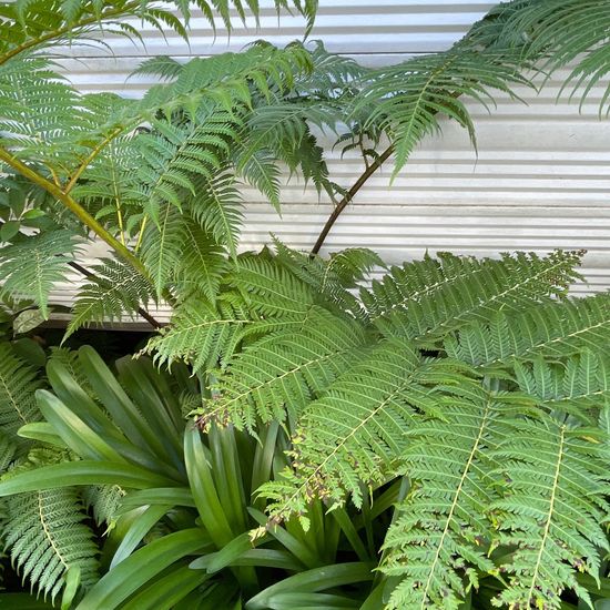 Sphaeropteris cooperi: Pflanze im Habitat Sandküste in der NatureSpots App