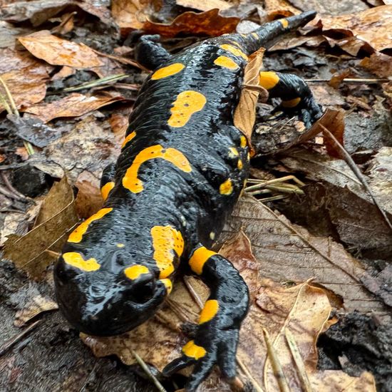 Feuersalamander: Tier im Habitat Wald der gemäßigten Breiten in der NatureSpots App