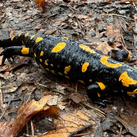 Feuersalamander: Tier im Habitat Wald der gemäßigten Breiten in der NatureSpots App