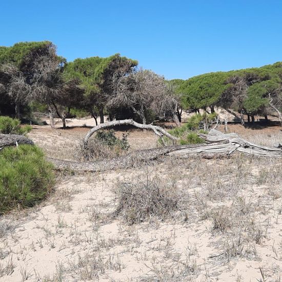 Landschaft: Meer und Küste im Habitat Sandküste in der NatureSpots App