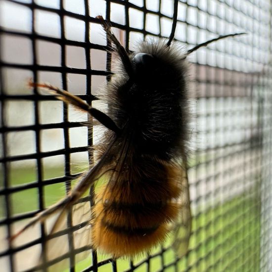 Gehörnte Mauerbiene: Tier im Habitat Innenraum in der NatureSpots App