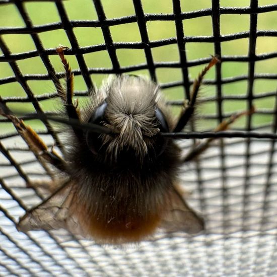 Gehörnte Mauerbiene: Tier im Habitat Innenraum in der NatureSpots App