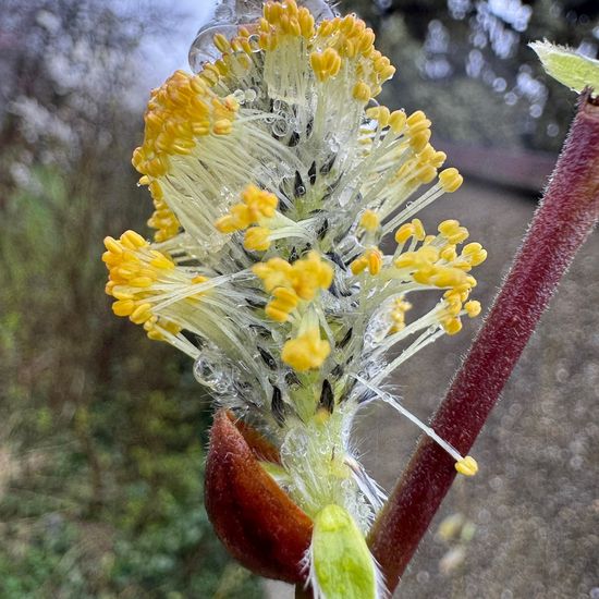 Asch-Weide: Pflanze im Habitat Garten in der NatureSpots App