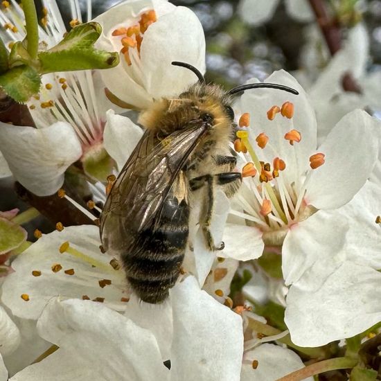 Frühlings-Seidenbiene: Tier im Habitat Landwirtschaft in der NatureSpots App