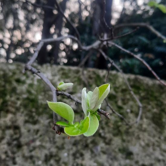 Cydonia: Pflanze im Habitat Garten in der NatureSpots App