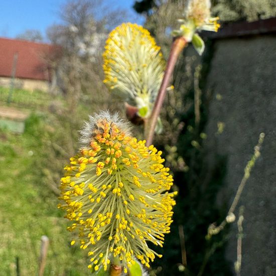 Asch-Weide: Pflanze im Habitat Garten in der NatureSpots App