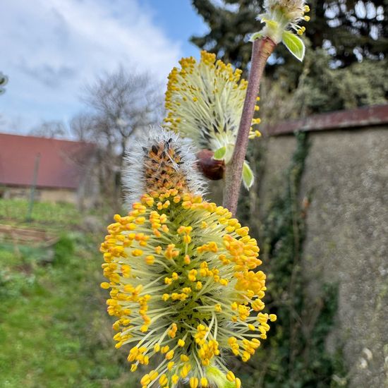 Asch-Weide: Pflanze im Habitat Garten in der NatureSpots App