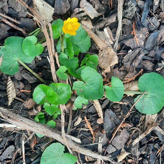 Scharbockskraut: Pflanze im Habitat Stadt und Garten in der NatureSpots App