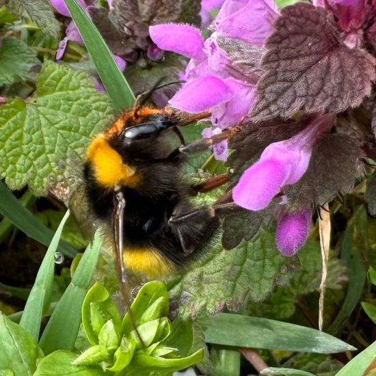 Dunkle Erdhummel: Tier im Habitat Garten in der NatureSpots App