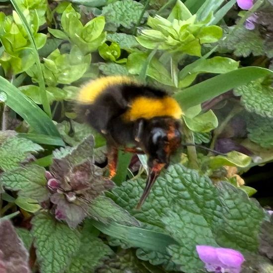 Dunkle Erdhummel: Tier im Habitat Garten in der NatureSpots App