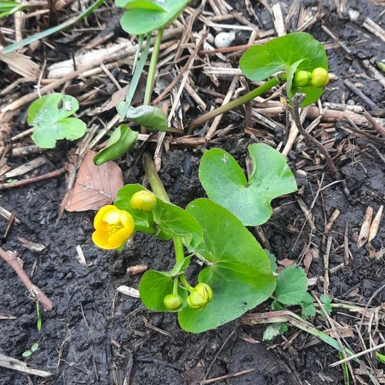 Caltha palustris: Plant in habitat Park in the NatureSpots App