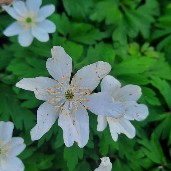 Anemone nemorosa: Plant in habitat Park in the NatureSpots App