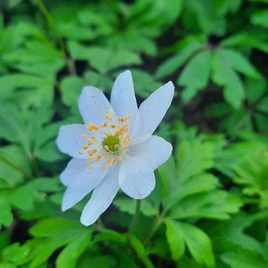 Anemone nemorosa: Plant in habitat Park in the NatureSpots App