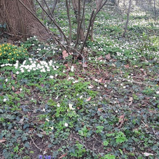 Anemone nemorosa: Plant in habitat Park in the NatureSpots App