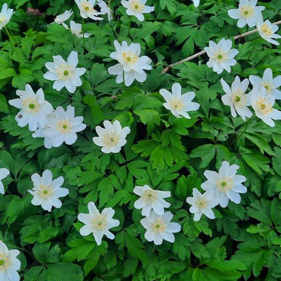 Anemone nemorosa: Plant in habitat Park in the NatureSpots App