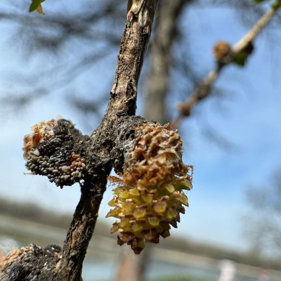 Larix decidua: Plant in habitat Park in the NatureSpots App