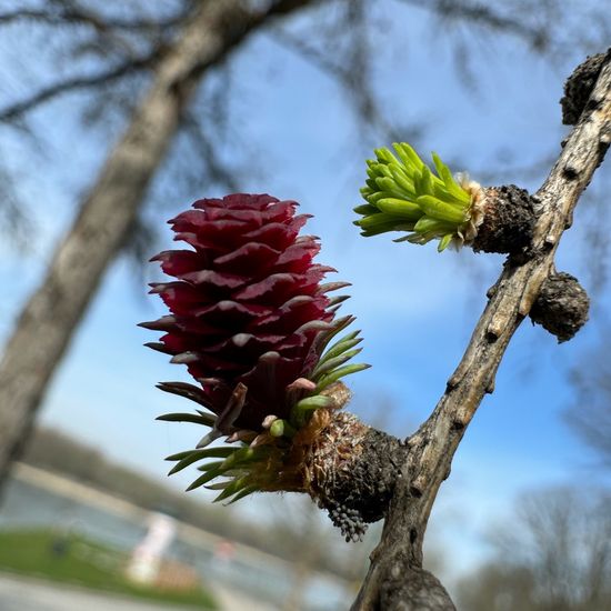 Europäische Lärche: Pflanze im Habitat Park in der NatureSpots App