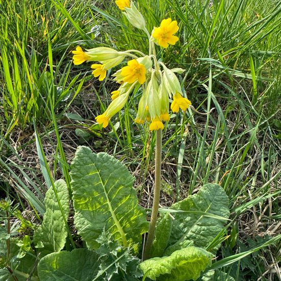 Echte Schlüsselblume: Pflanze im Habitat Landwirtschaft in der NatureSpots App