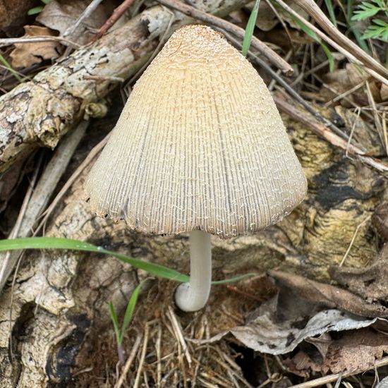 Coprinellus micaceus: Mushroom in habitat City and Urban in the NatureSpots App