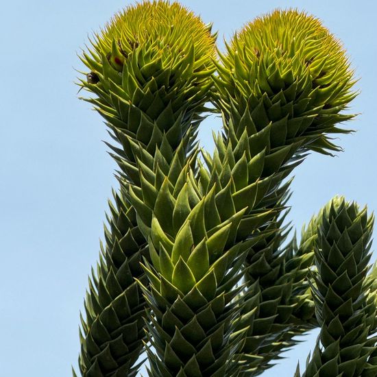 Araucaria araucana: Plant in habitat Garden in the NatureSpots App