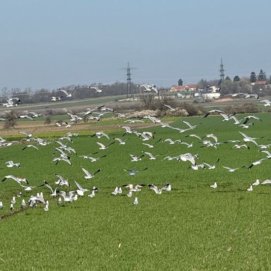 Larus canus canus: Tier im Habitat Felder in der NatureSpots App