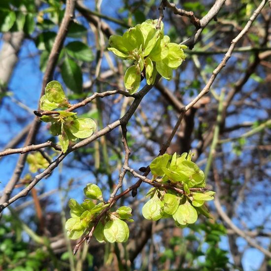 Ulmus: Plant in habitat City and Urban in the NatureSpots App