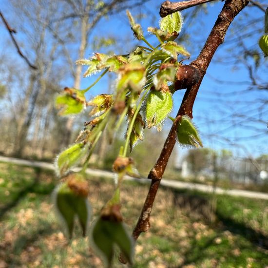 Flatterulme: Pflanze im Habitat Park in der NatureSpots App