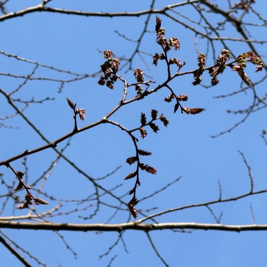 Japanische Zelkove: Pflanze im Habitat Park in der NatureSpots App