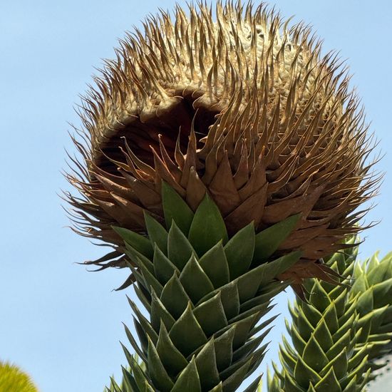 Chilenische Araukarie: Pflanze im Habitat Garten in der NatureSpots App