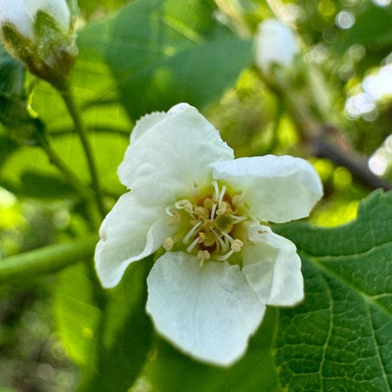 Prunus padus: Plant in habitat Park in the NatureSpots App