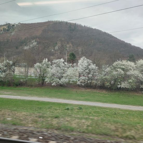 Kirschpflaume: Pflanze im Habitat Strasse/Verkehr in der NatureSpots App