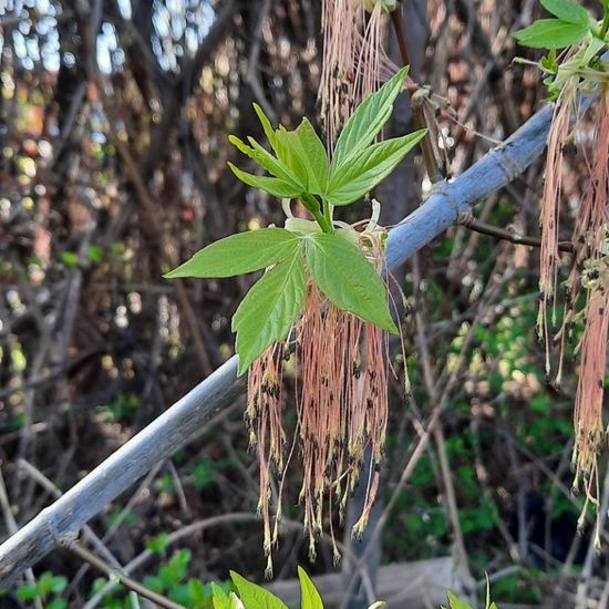 Eschen-Ahorn: Pflanze im Habitat Stadt und Garten in der NatureSpots App