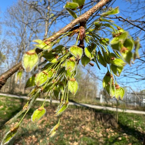 Ulmus laevis: Plant in habitat Park in the NatureSpots App