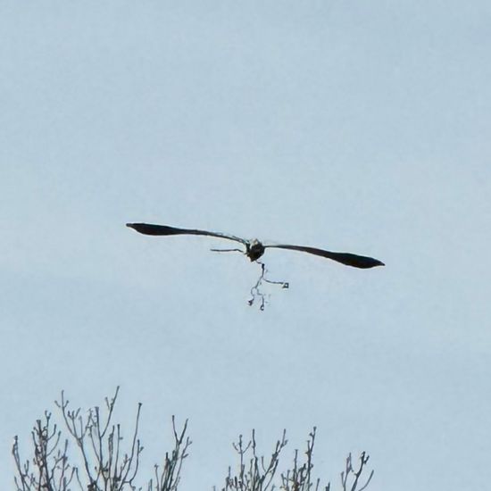 Graureiher: Tier im Habitat Park in der NatureSpots App