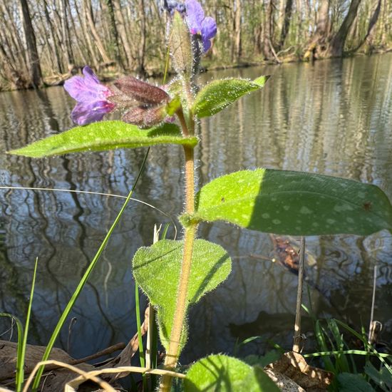 Pulmonaria officinalis: Plant in habitat Park in the NatureSpots App
