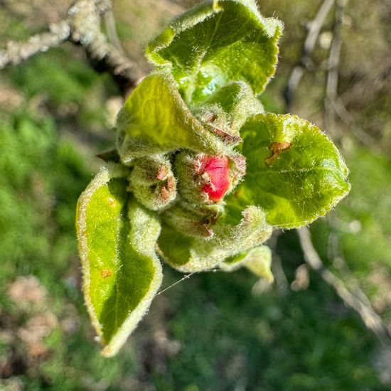 Malus domestica: Plant in habitat Temperate forest in the NatureSpots App