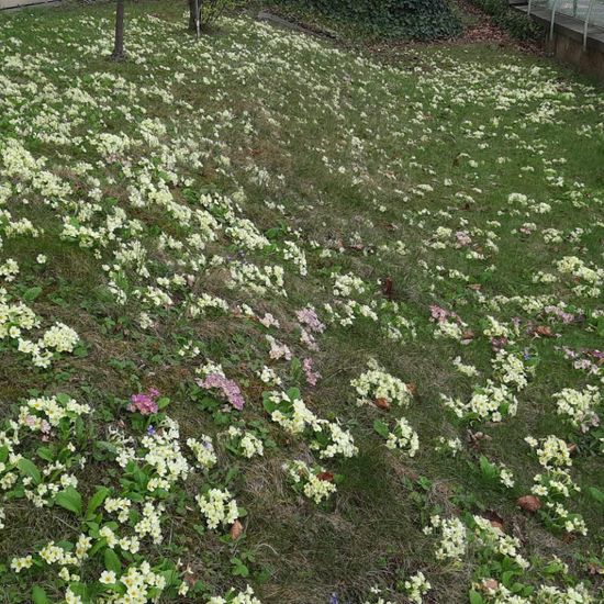 Primula: Plant in habitat Garden in the NatureSpots App