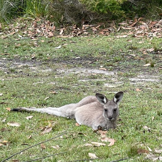 Eastern grey kangaroo: Animal in habitat Temperate forest in the NatureSpots App