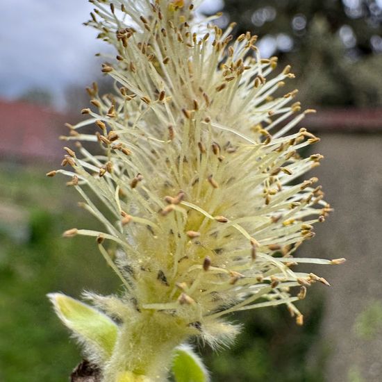 Salix cinerea: Plant in habitat Garden in the NatureSpots App
