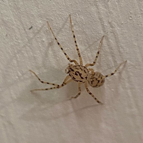 Spitting spider: Animal in habitat Living space or Indoor in the NatureSpots App