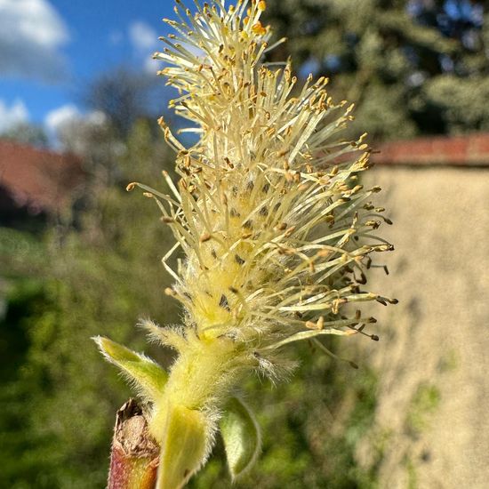 Salix cinerea: Plant in habitat Garden in the NatureSpots App