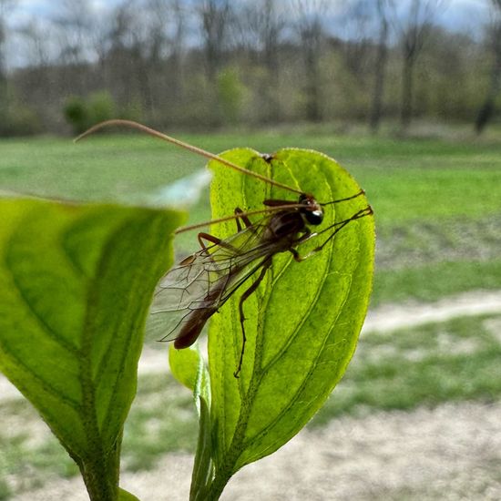 Schlupfwespen: Tier im Habitat Ackerrandstreifen in der NatureSpots App