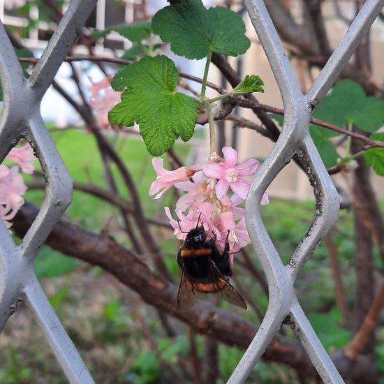 Dunkle Erdhummel: Tier im Habitat Garten in der NatureSpots App