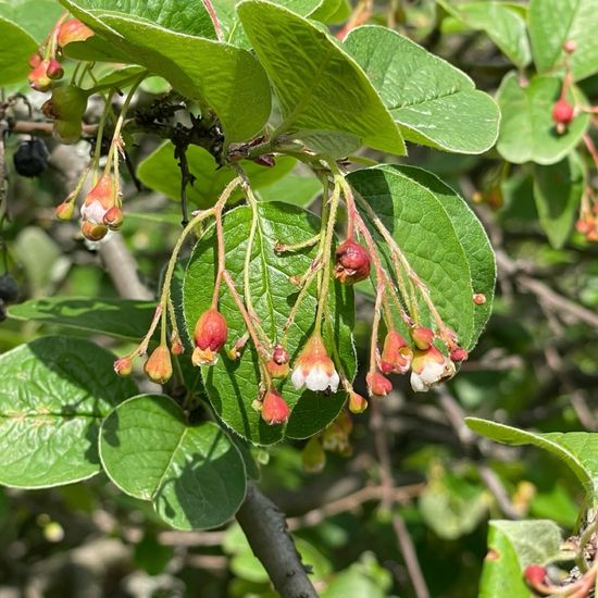 Malus baccata: Plant in habitat Park in the NatureSpots App