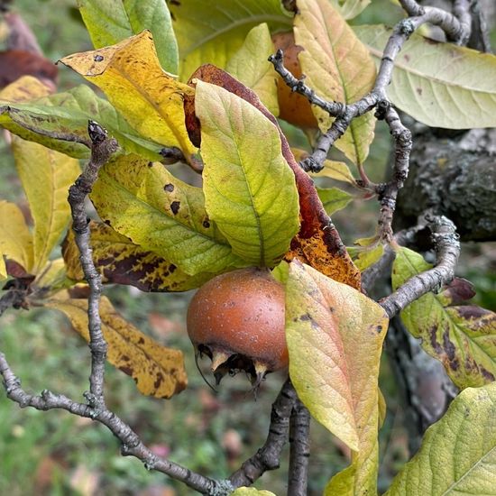 Mespilus: Plant in habitat Garden in the NatureSpots App