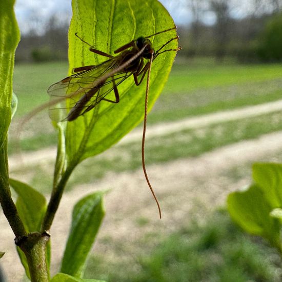 Schlupfwespen: Tier im Habitat Ackerrandstreifen in der NatureSpots App