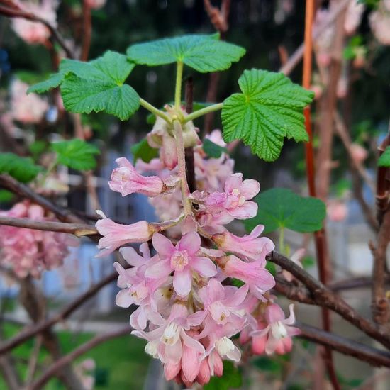 Ribes sanguineum: Plant in habitat Garden in the NatureSpots App